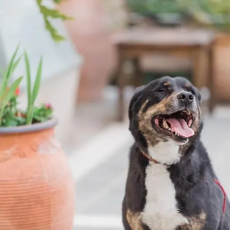 House Nefeli Holiday home Temeni