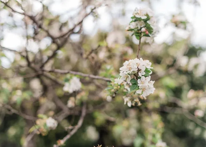 House Nefeli Témeni