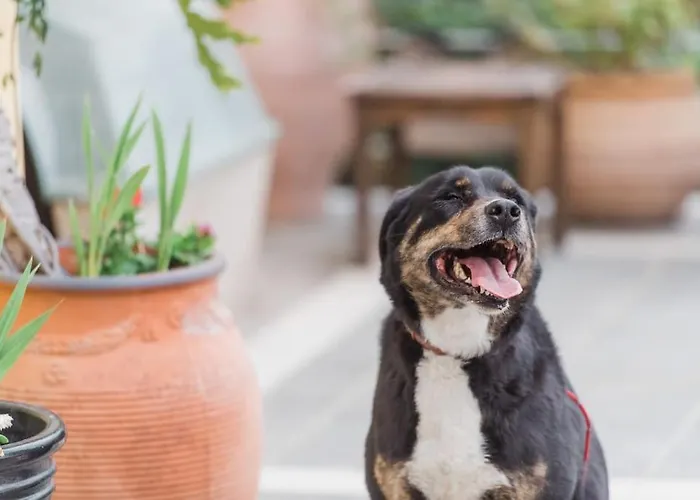 House Nefeli Hébergement de vacances Témeni